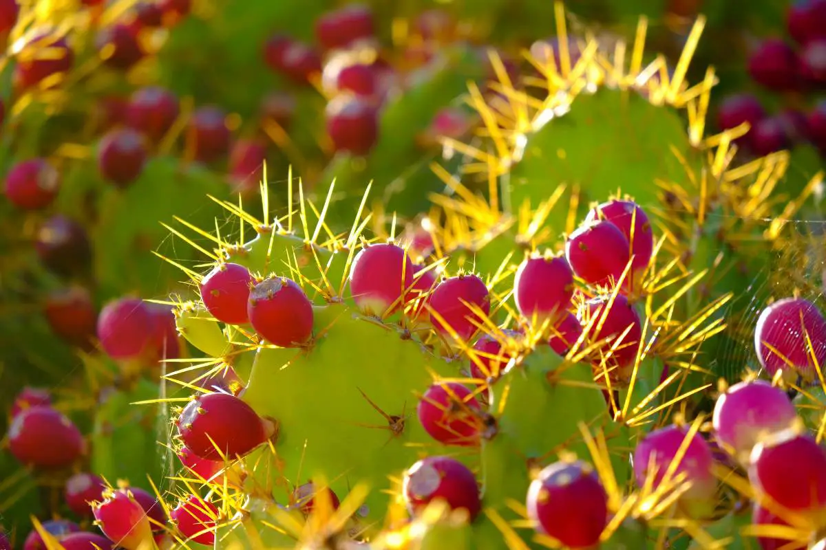 figues barbarie rouges cactus