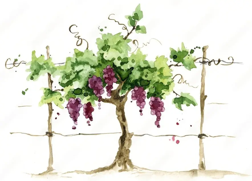 plante de raisin